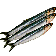 鳀魚(yú)