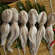 短腿章魚(yú)