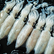 小魷魚(yú)
